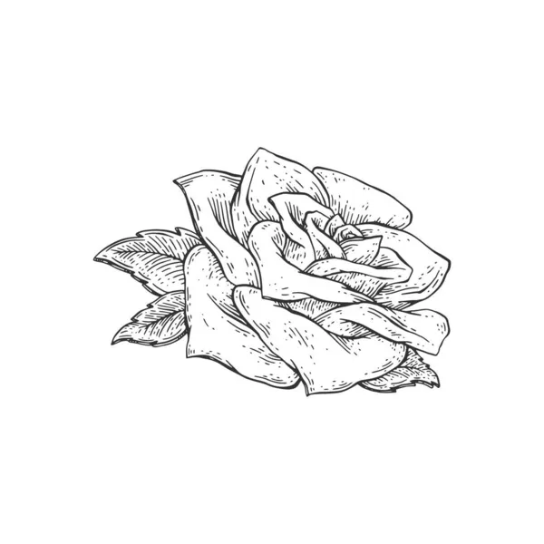 Rose Blume oder Rosenknospe handgezeichnete Gravur Vektor Illustration isoliert. — Stockvektor