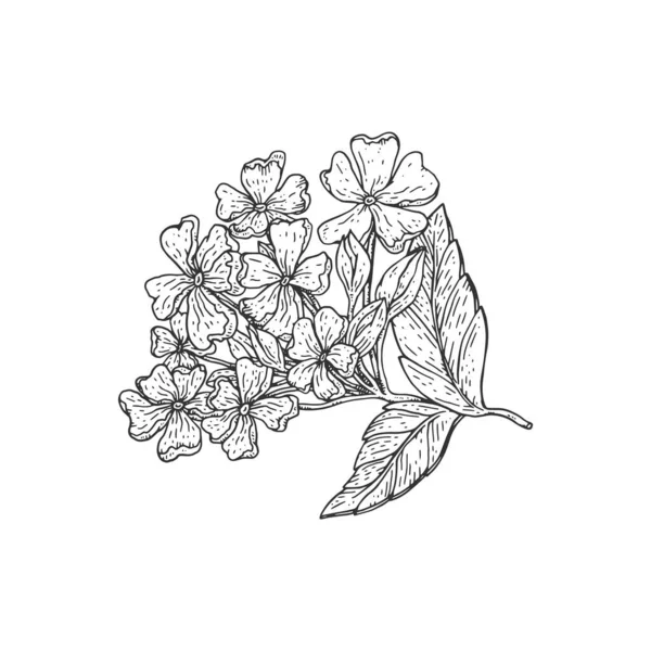 Verbena или Verbenaceae тропические цветочные векторные наброски растений. Вербена цветущая ветвь ручной работы иллюстрация. — стоковый вектор