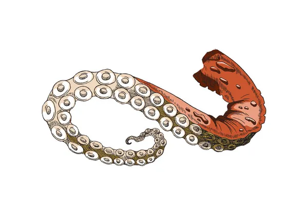 Щупальце осьминога или каракатицы. Режьте морепродукты кальмаров, красную ногу с сосунками реалистичный векторный эскиз. — стоковый вектор