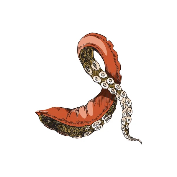 Tentáculos de polvo ou devilfish vintage ilustração vetorial colorido isolado. — Vetor de Stock