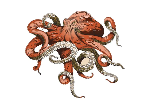 Polip illusztráció. Vörös színű kraken csápokkal, vintage vektoros vázlattal. Tengeri óriás szörny állat rajz. — Stock Vector