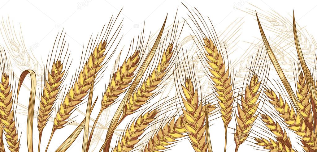 Seamless wheat ears and leaves banner, colored sketch vector illustration.