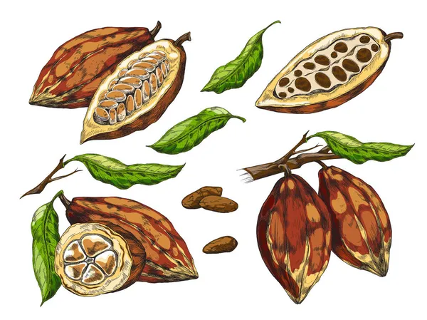Realistisches Kakaoset mit unreifen, reifen Schoten, geschnitten und ganz, Vektorillustration — Stockvektor