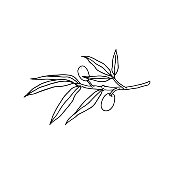 Branche d'olivier avec des fruits et des feuilles illustration vectorielle ligne noire isolé. — Image vectorielle