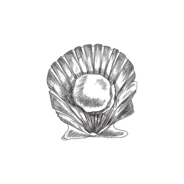 Sea scallop mollusk pada shell terbuka, mengukir vektor ilustrasi terisolasi. - Stok Vektor