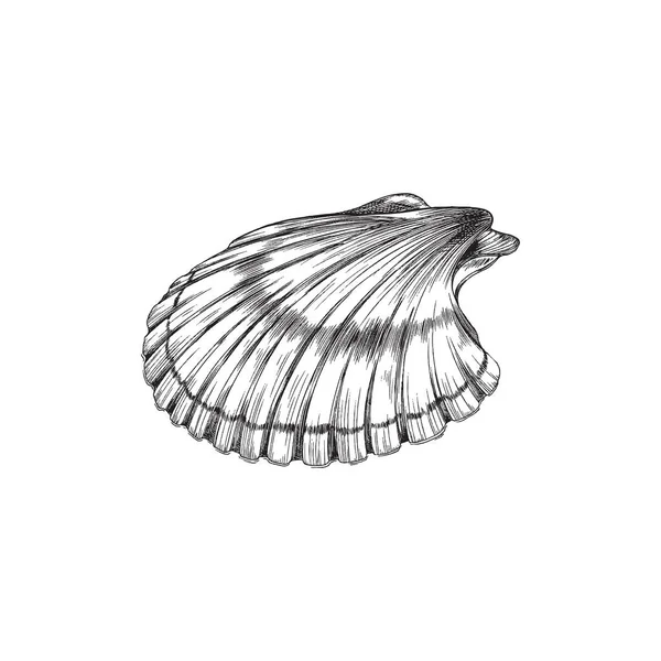 Scallop mollusk eller skaldjur skal gravyr vektor illustration isolerad. — Stock vektor
