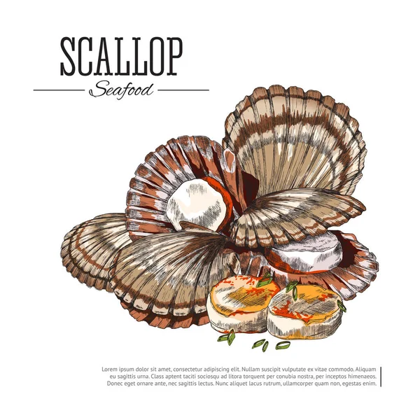 Scallop zeevruchten gekleurde schets vector illustratie. Japanse keuken, schelpdieren voedsel vintage tekening voor verpakking ontwerp. — Stockvector