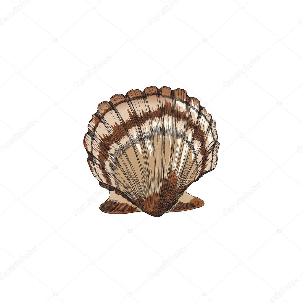 Clam shell sketch. Scallop seashell stand front view, seafood colored realistic looking illustration.
