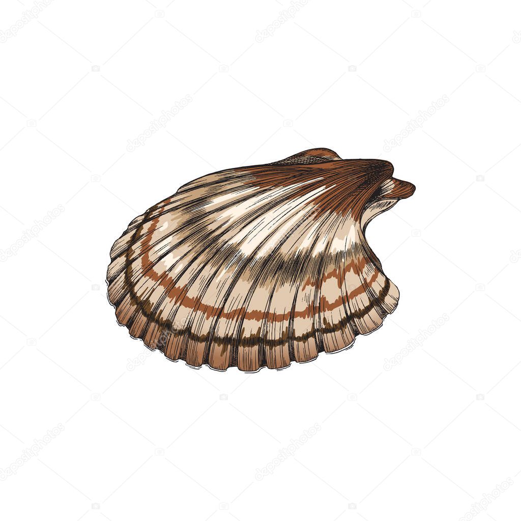 Sea mollusk hand drawn shell, colored engraving vintage vector illustration.