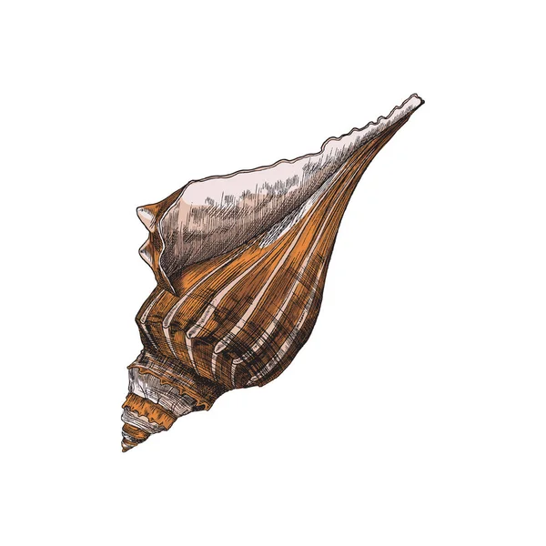 Lightning whelk - Ilustrasi vektor cangkang laut kosong, terisolasi. Sketsa siput laut predator. - Stok Vektor