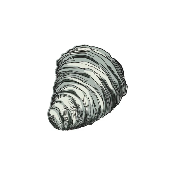 Sea shell in stile schizzo colorato, illustrazione vettoriale disegnata a mano isolata su sfondo bianco. — Vettoriale Stock