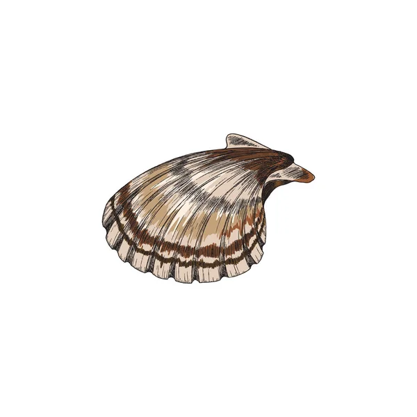 Scallop of mossel zeevruchten in gekleurde schets stijl, vector illustratie geïsoleerd op witte achtergrond. — Stockvector