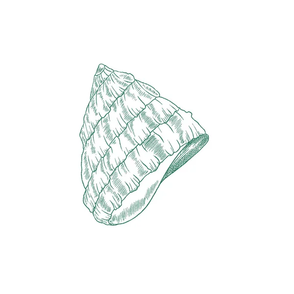 조각된 스케치 스타일의 바다 달팽이의 껍데기, 흰 배경에 분리 된 벡터 삽화. — 스톡 벡터