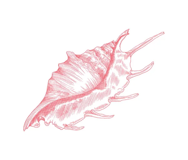 Concha de cordero marino o caracola en estilo boceto dibujado a mano, ilustración vectorial aislada sobre fondo blanco. — Archivo Imágenes Vectoriales