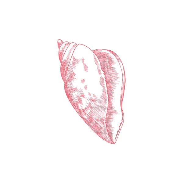 Cáscara de mar grabada en estilo boceto dibujado a mano, ilustración vectorial aislada sobre fondo blanco. — Archivo Imágenes Vectoriales