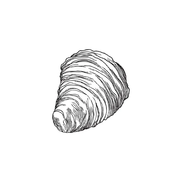 Seashell vagy fosszilis puhatestű páncél héj, gravírozás vektor illusztráció izolált. — Stock Vector