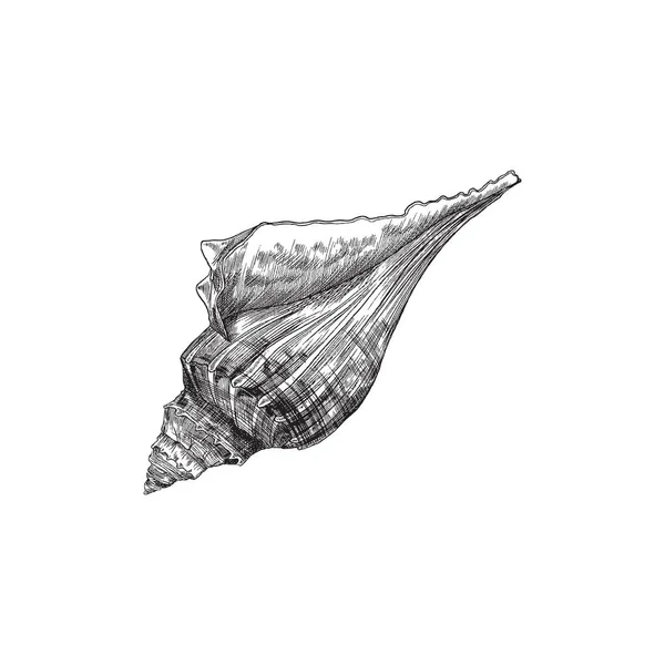 Yumuşakça veya deniz salyangozu fosili kabuğu, elle çizilmiş vektör çizimi izole edilmiş. — Stok Vektör
