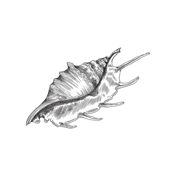 Illustration vectorielle gravée noir et blanc Seashell isolée. — Image vectorielle