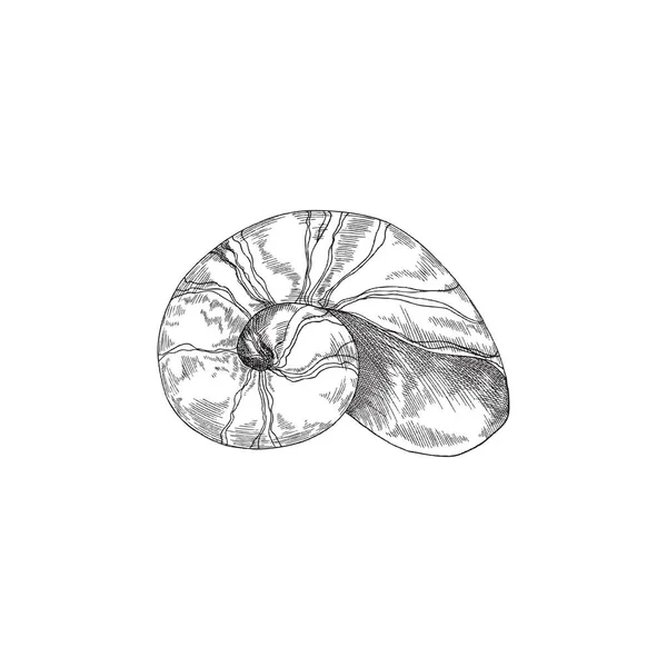 Concha espiral de amonita ou concha, ilustração vetorial de concha isolada. — Vetor de Stock