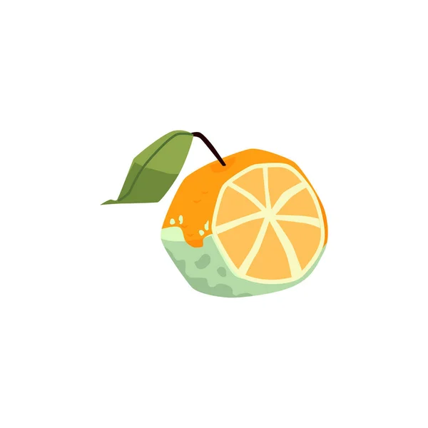 Naranja medio podrido con hongos, moho en ilustración vectorial plana aislado — Archivo Imágenes Vectoriales