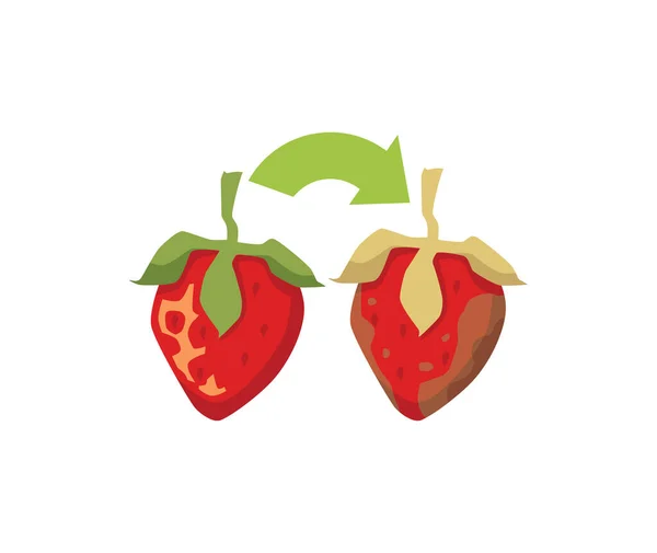 Frische Erdbeere verwandelt sich in schmutzige faule Erdbeere Vektor Illustration. Cartoon-Konzept zur Lebensmittelverschwendung. — Stockvektor