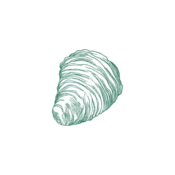 Shell of sea mollusk or snail hand drawn engraved vector illustration isolated. — Stock vektor