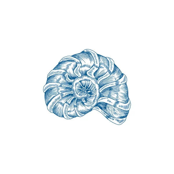 Havsskal eller snäcka i spiralform, handritad vektor illustration isolerad. — Stock vektor