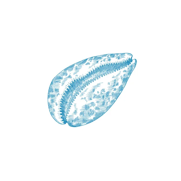 Hand drawn seashell of marine mollusk, engraved vector illustration isolated. — Wektor stockowy