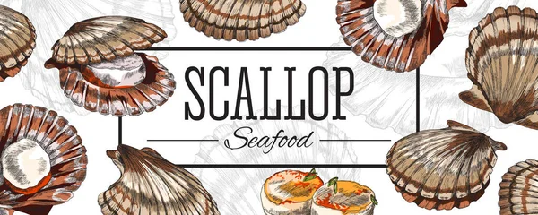 Scallop bannière de fruits de mer ou affiche en style croquis dessiné à la main, illustration vectorielle sur fond blanc. — Image vectorielle