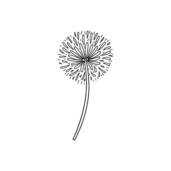Цветок одуванчика ручной работы, садовое растение в очертаниях в стиле каракулей, векторная иллюстрация на белом фоне. — стоковый вектор