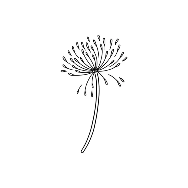 Dandelion flower with seeds in hand drawn outline doodle, vector illustration isolated on white background. — Stockvektor