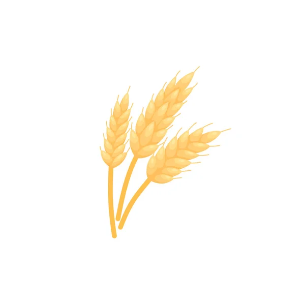 Gold Barley grain icon. Wheat bread plant, realistic color sketch. Rye or malt ear spike, isolated on white background. — Stockvektor