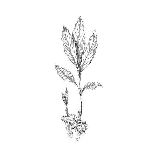 Ginger root and plant vector sketch. Turmeric root engraved, elegant botanical illustration of Chinese plant with leafs. — Vetor de Stock