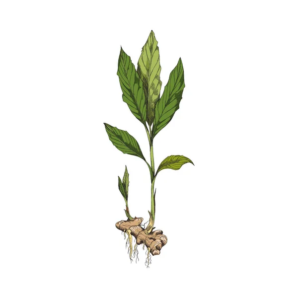 Jengibre con raíz y hojas, ilustración vectorial dibujada a mano aislada sobre fondo blanco. — Vector de stock