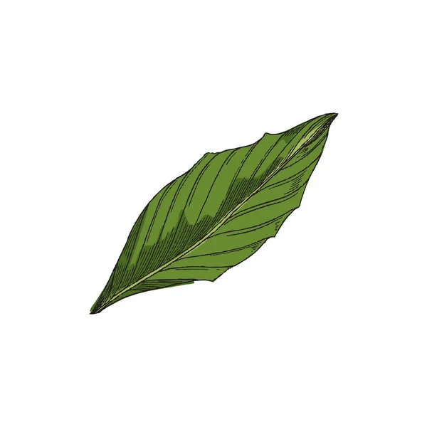 Green leaf with engraving in hand drawn sketch style, vector illustration isolated on white background. — Stockvektor