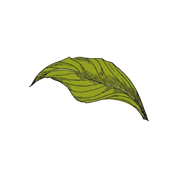 Ginger root leaf with engraving in hand drawn sketch style, vector illustration isolated on white background. — 스톡 벡터