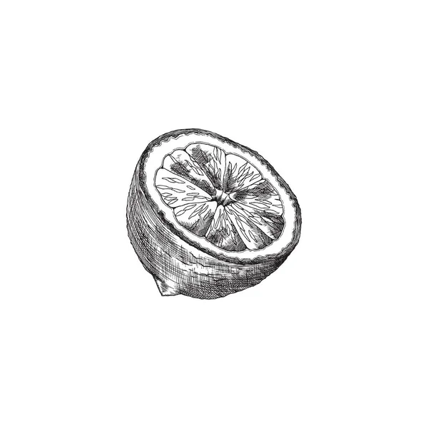 Citrus hand drawn sketch. Lemon vintage engrave vector illustration. Woodcut lime drawing, lemonade design. — Vettoriale Stock