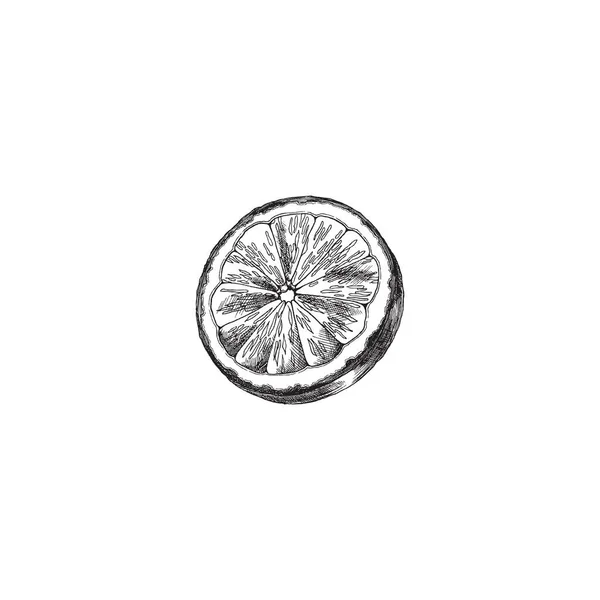 Citrus fruit sliced in half, vintage engrave illustration. Lime sketch, woodcut or etch. Lemon hand drawn illustration. — 图库矢量图片