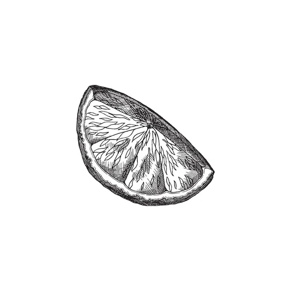Fresh lemon cut into quarter in hand drawn sketch style, vector illustration isolated on white background. — Vetor de Stock