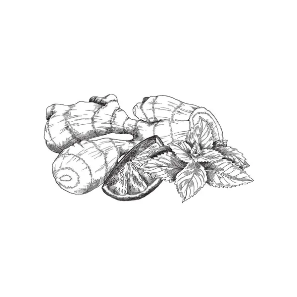 Black and white sketch for ginger tea package label. Ginger root, citrus slice and mint leaf engraved vintage drawing. — Stockový vektor