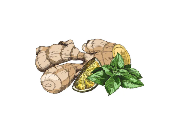 Ginger, citrus and mint tea label design. Ginger root, lemon and mint leaf colored sketch for tea package design. — Stockvektor