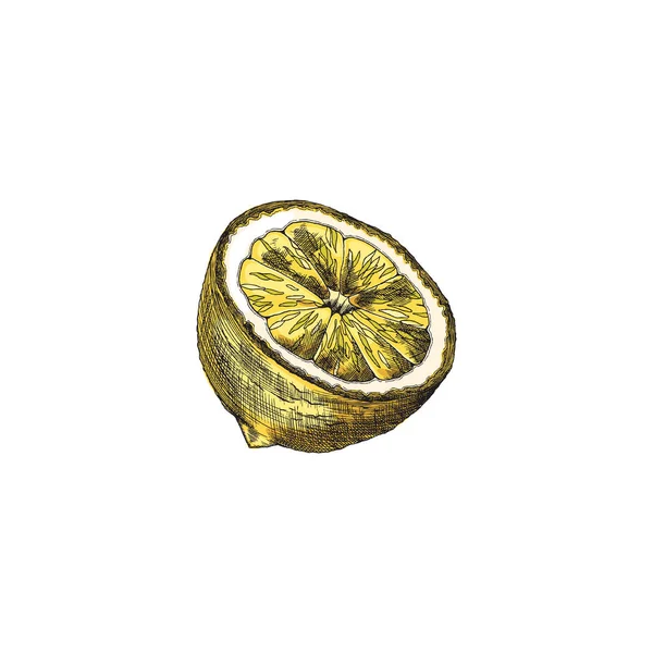 Hand drawn lemon cut in half in colored sketch style, vector illustration isolated on white background. — ストックベクタ