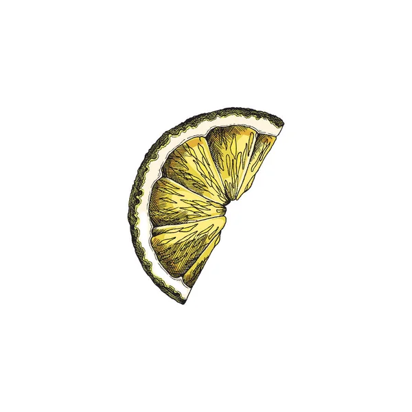 Yellow lemon slice, sketch vector illustration. Hand drawn engraved lime half of slice, colored citrus drawing. — Wektor stockowy