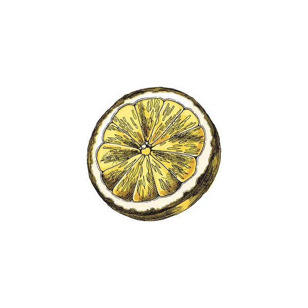 Yellow Lemon sliced in half, vintage vector sketch. Yellow citrus fruit hand drawn illustration for lemonade design. — Stockvektor