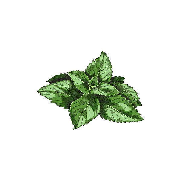 Green mint leaf for tea, vintage vector sketch illustration. Realistic peppermint plant, hand drawn art. Spearmint label — Stockvektor