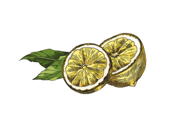 Half lemon with leaf hand drawn vintage color sketch. Lime engrave vector illustration for lemonade or tea label design. — Stockvektor