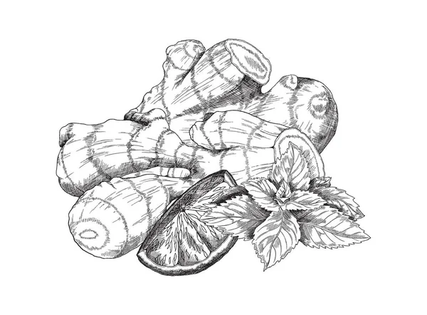 Raíz de jengibre fresca dibujada a mano con hojas y limón, ilustración vectorial de bocetos monocromáticos aislada sobre fondo blanco. — Vector de stock