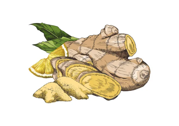 Ginger rhizome or root engraving vector illustration isolated on white. — Vetor de Stock