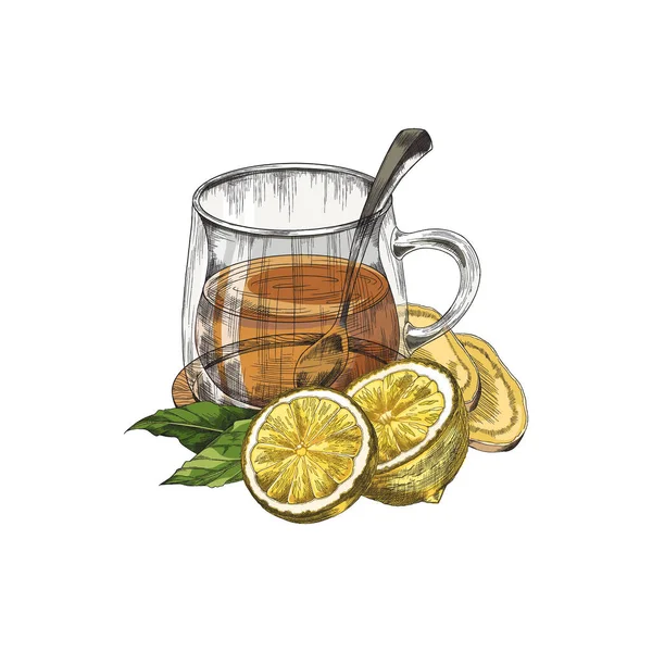Vitamin tea with lemon and ginger engraving vector illustration isolated. — Vetor de Stock