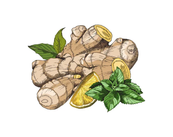 Hand drawn fresh ginger roots with lemon quarters and mint leaves, sketch vector illustration isolated on white. — Stockvector